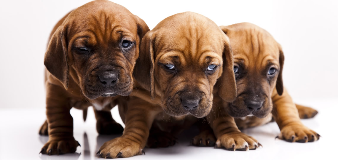 Puppies - Specials